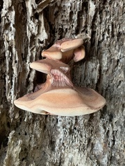 Agaricales