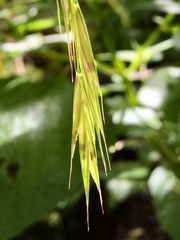 Bromus dolichocarpus