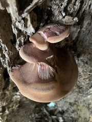 Agaricales