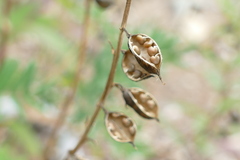 Astragalus eucosmus
