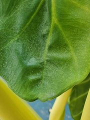 Amphitetranychus viennensis