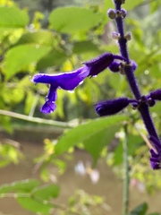 Salvia concolor