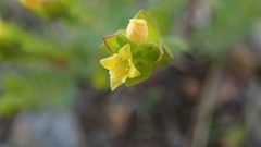 Gnidia juniperifolia