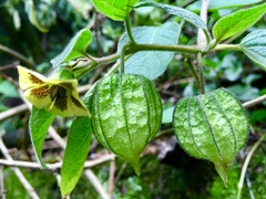 Physalis coztomatl