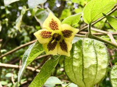 Physalis coztomatl
