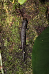 Pseudoeurycea werleri