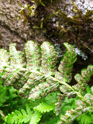 Woodsia ilvensis iNat (3)