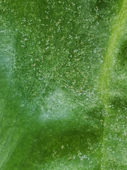 Amphitetranychus viennensis