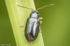 Lysathia ludoviciana