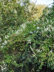 Fallopia baldschuanica