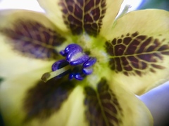 Physalis coztomatl