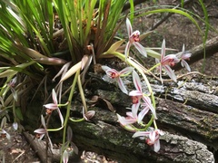 Cymbidium dayanum