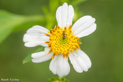 Nylanderia bourbonica