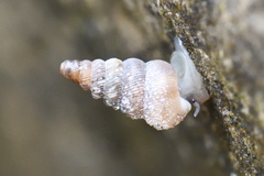 Cochlostoma patulum