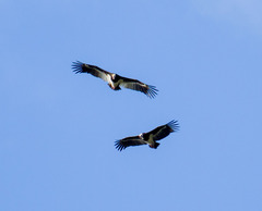 Trigonoceps occipitalis