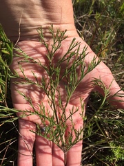 Pelargonium anethifolium