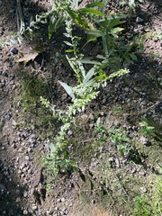 Lithospermum officinale