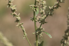 Amaranthus arenicola