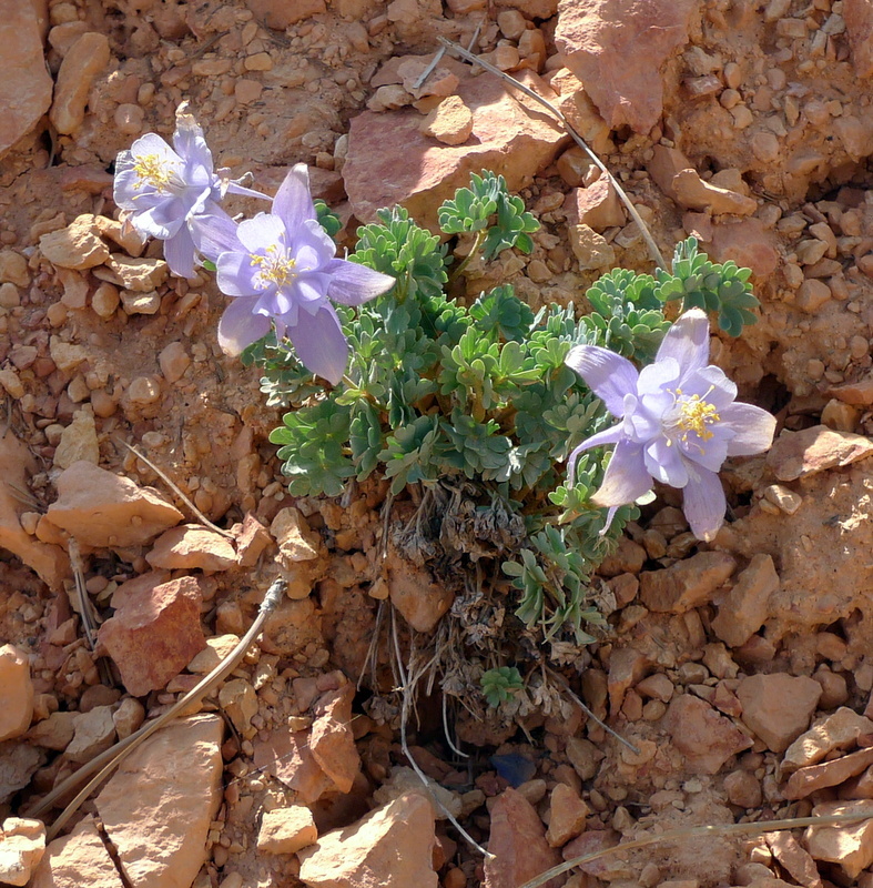 Aquilegia scopulorum