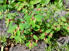 Euphorbia anychioides