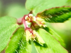 Euphorbia anychioides