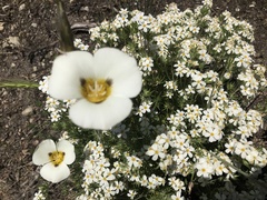 Leptosiphon pachyphyllus