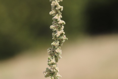 Amaranthus arenicola