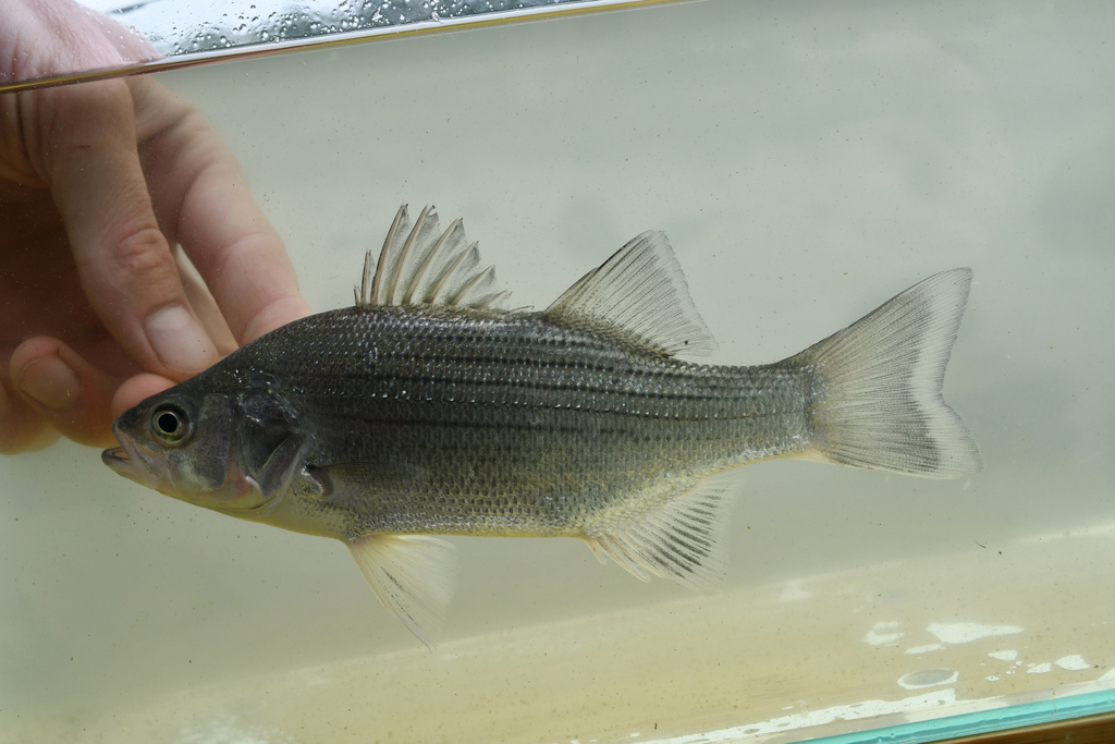 Bass (Morone chrysops) — Moronidae
