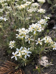 Leptosiphon pachyphyllus