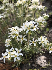 Leptosiphon pachyphyllus