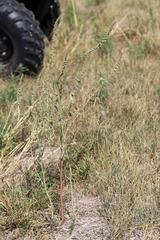 Amaranthus arenicola