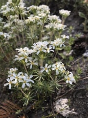 Leptosiphon pachyphyllus