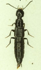 Philonthus nudus