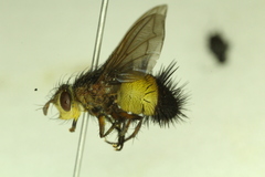 Xanthoepalpus bicolor