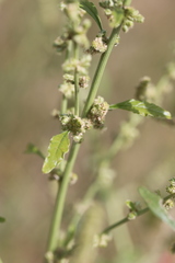 Amaranthus arenicola