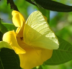 Aphrissa statira statira