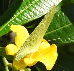 Aphrissa statira statira