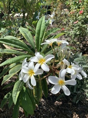 Plumeria tuberculata