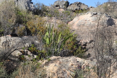 Watsonia vanderspuyae