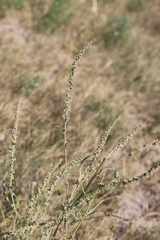 Amaranthus arenicola