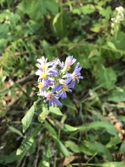 Symphyotrichum laeve laeve