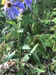 Symphyotrichum laeve laeve