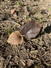 Smilax ecirrhata