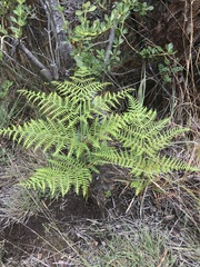 Pteridium aquilinum decompositum