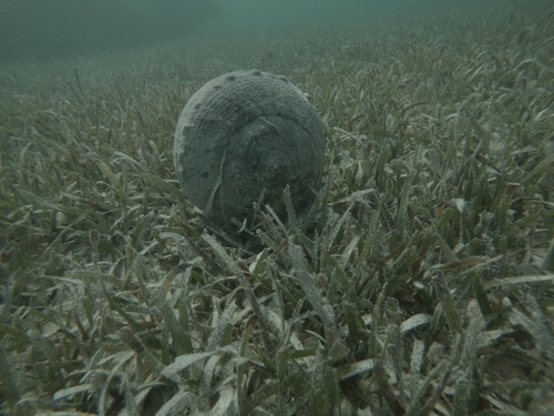 Emperor Helmet Snail