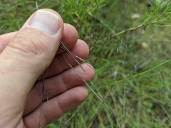 Aristida longespica