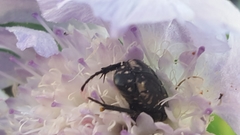 Oxythyrea funesta