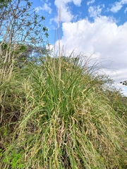 Cortaderia nitida