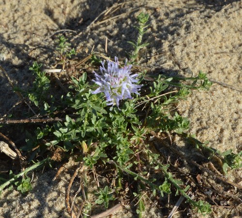 Image of Jasione maritima by (c) Donald Davesne, some rights reserved (CC BY)