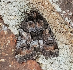 Chytonix